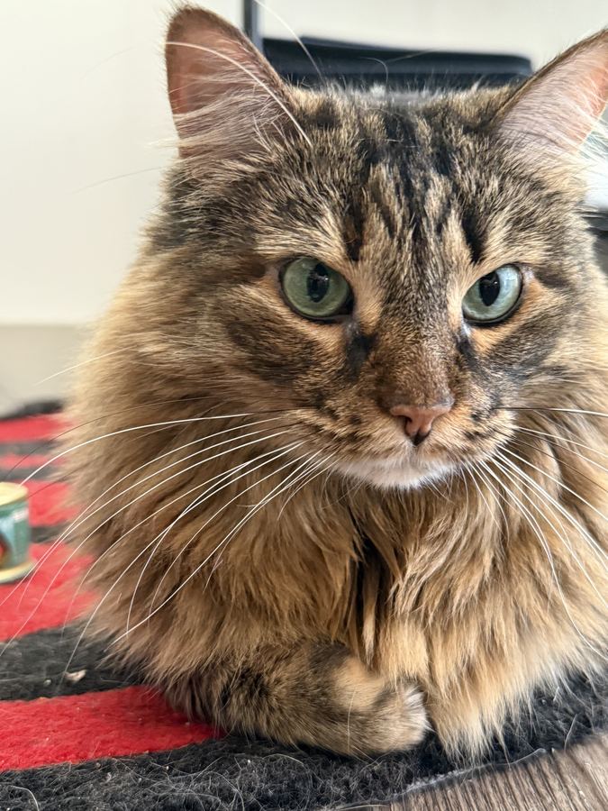 Juniper, one of my two cats