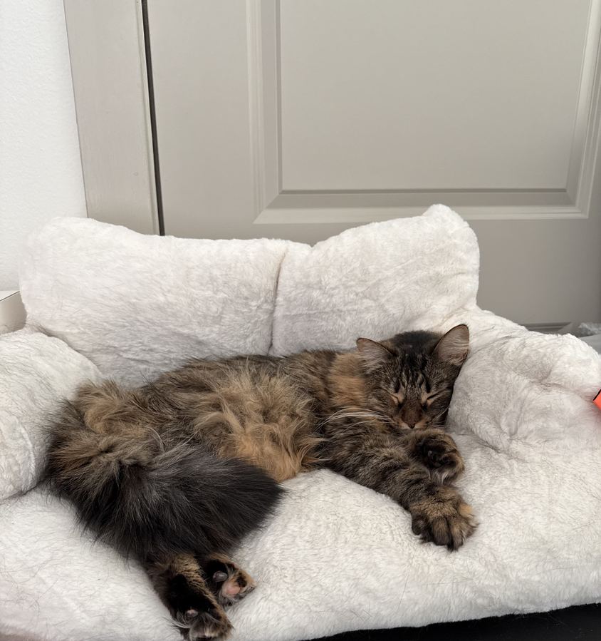 Juniper, one of my two cats