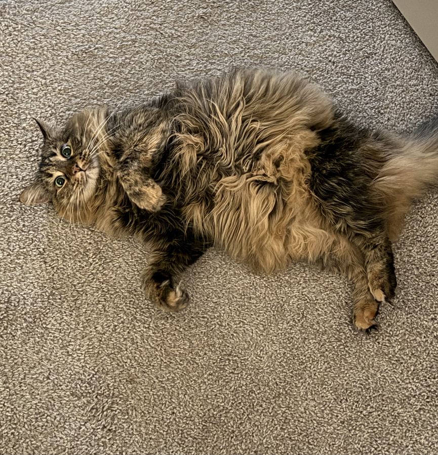 Juniper, one of my two cats