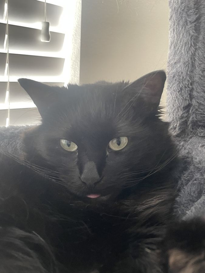 Luna, one of my two cats