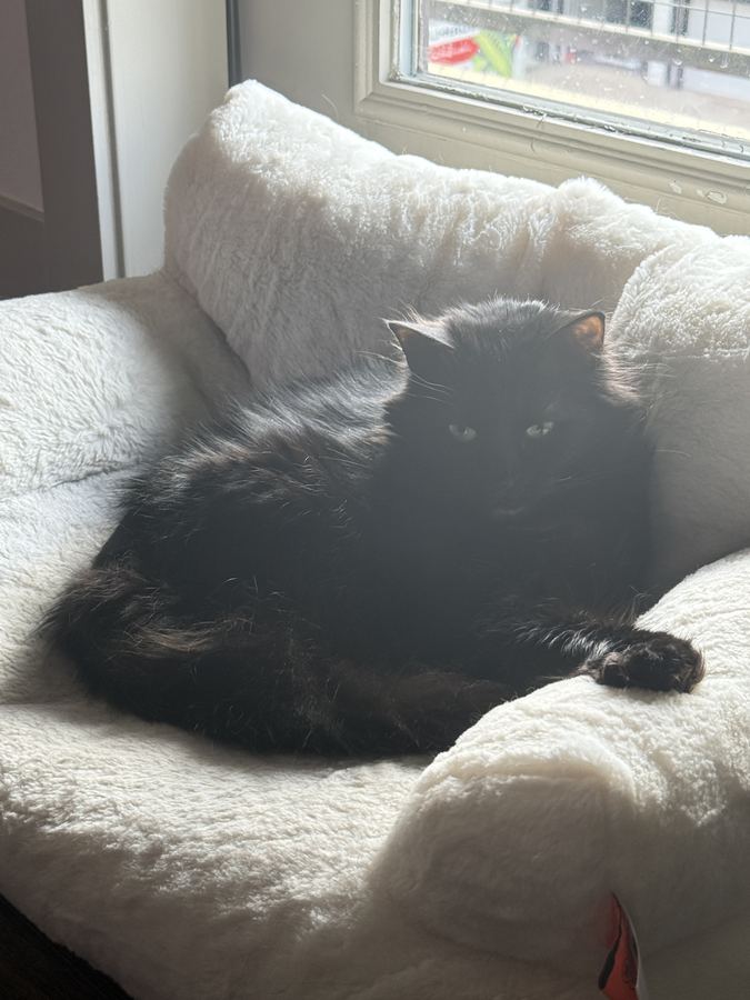 Luna, one of my two cats