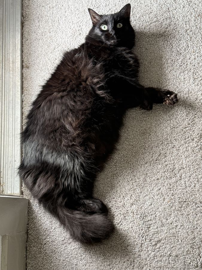 Luna, one of my two cats